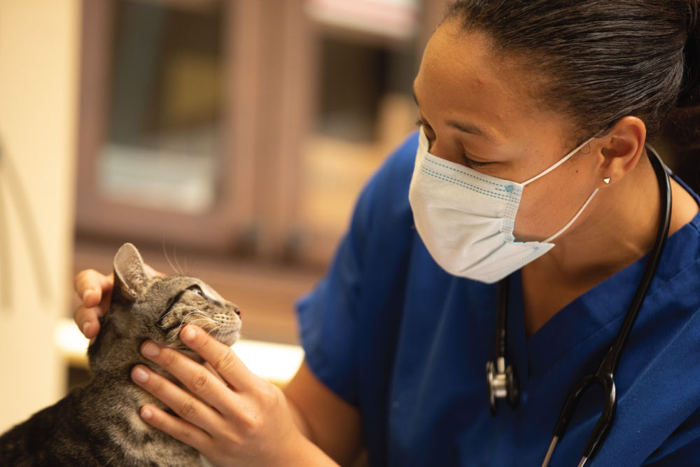 Cat examined by Veterinarian