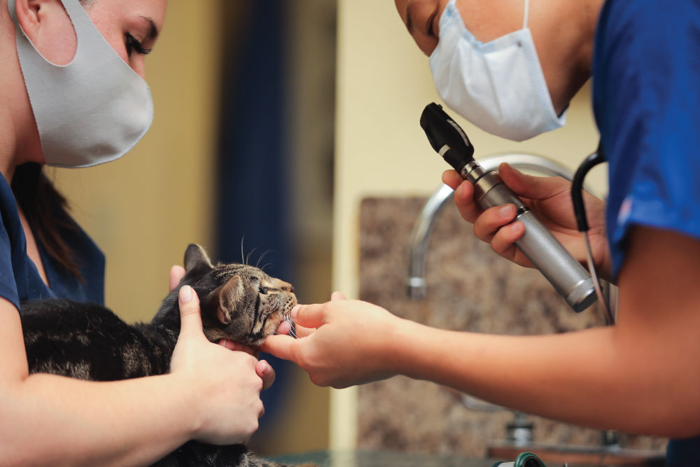 Veterinarian checking cat eyes.