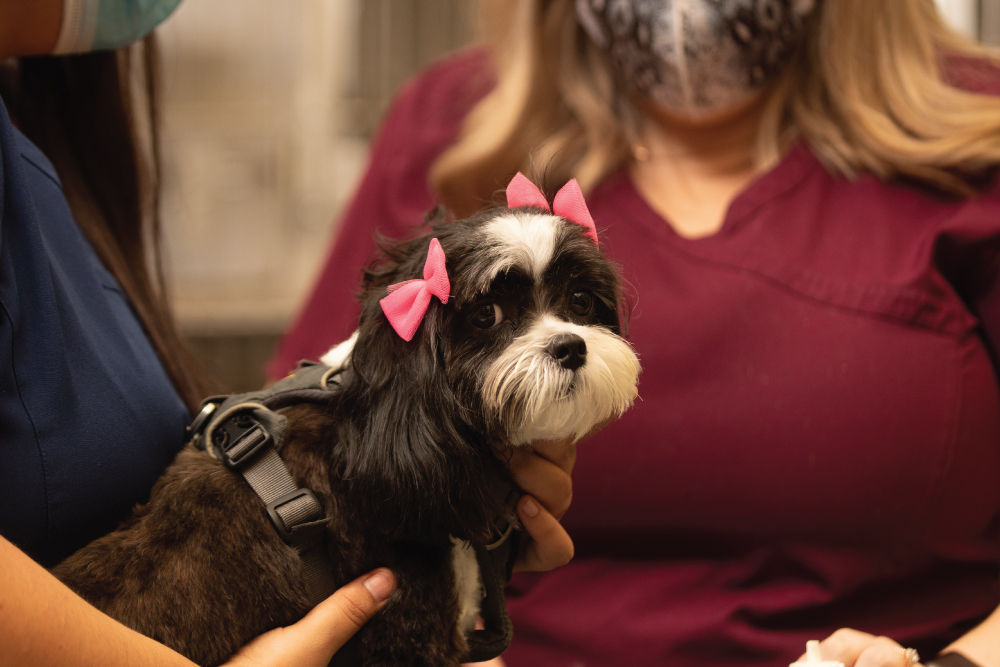 Dog wearing pink bows