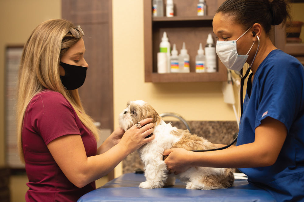 Dog being examined by Veterinarian and nurse