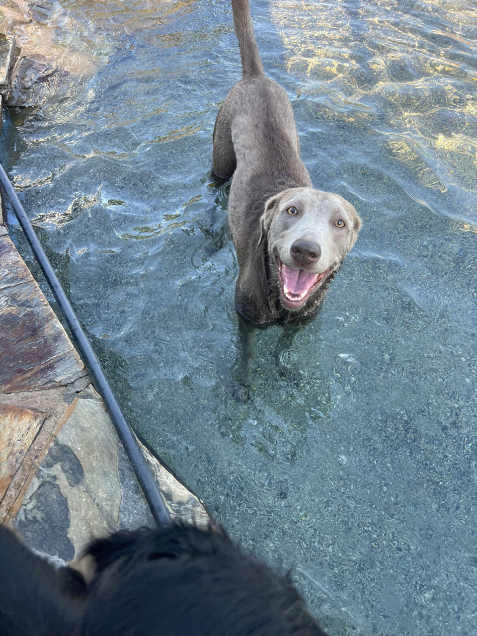 a grey dog smiling in a pool