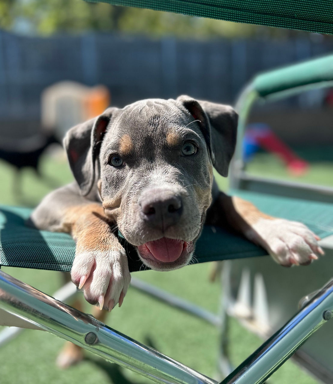 puppy relaxing