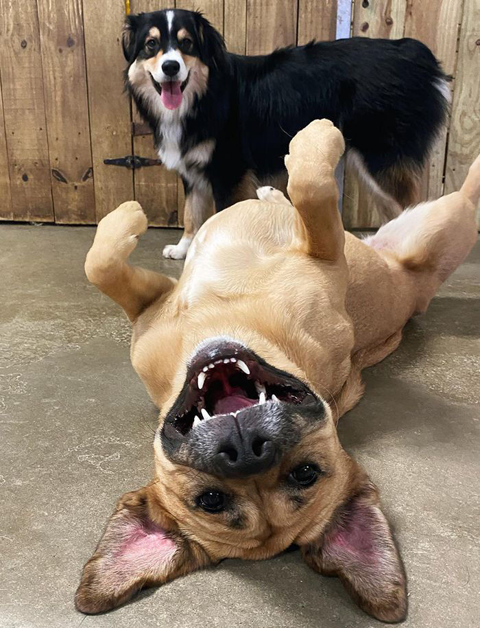 Dogs having fun