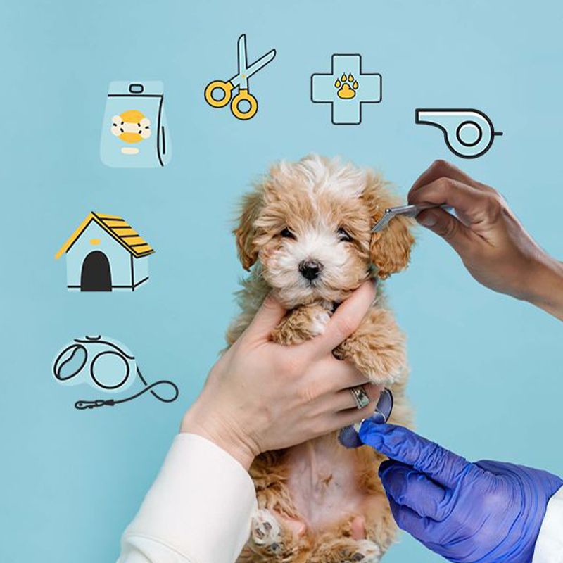 Brown and white dog getting groomed.