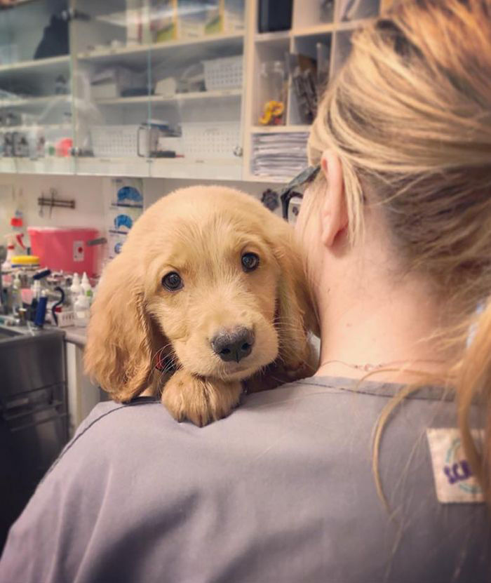 adorable puppy waiting for being vaccinated at ortega animal care center