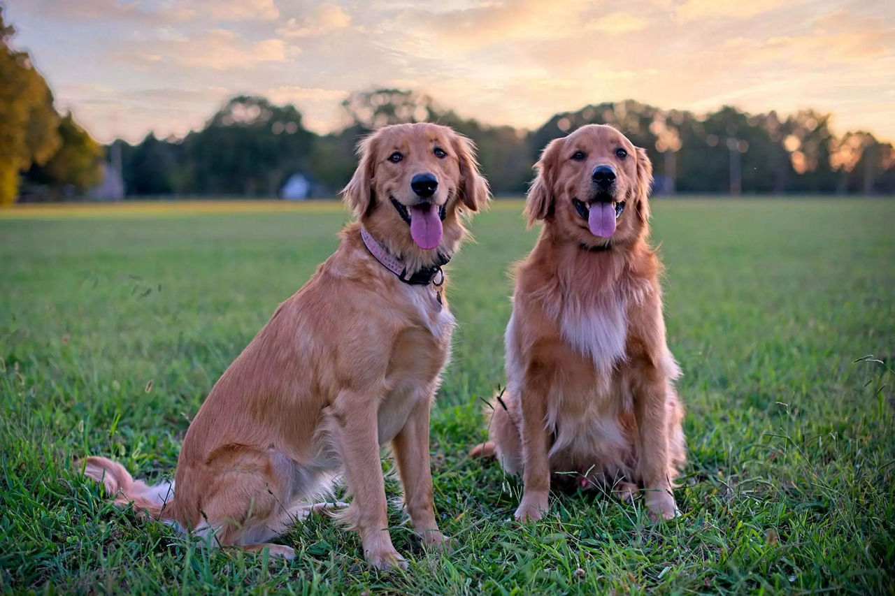 two dogs enjoying