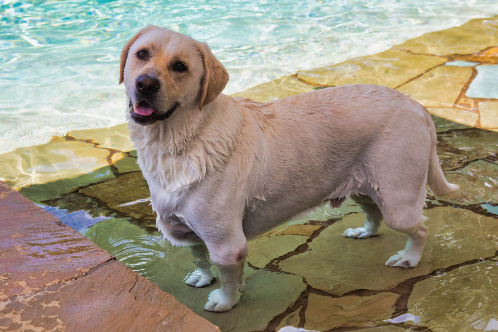 Dog standing in pool.