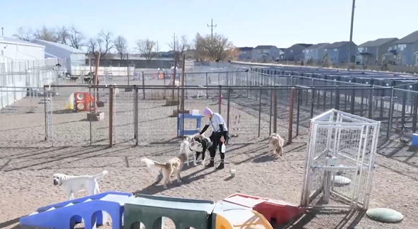 Hot ashcroft kennels Shop