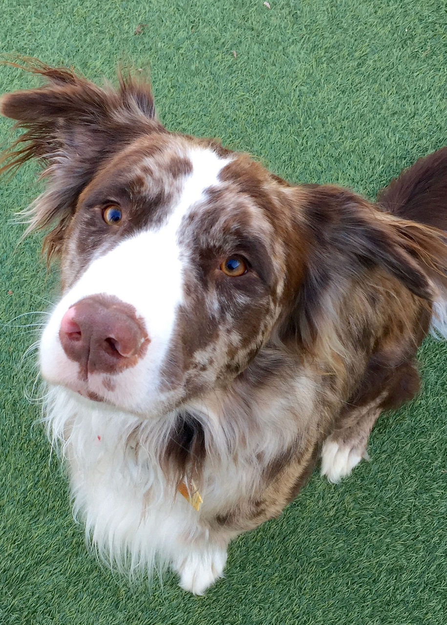 aussie-sitting