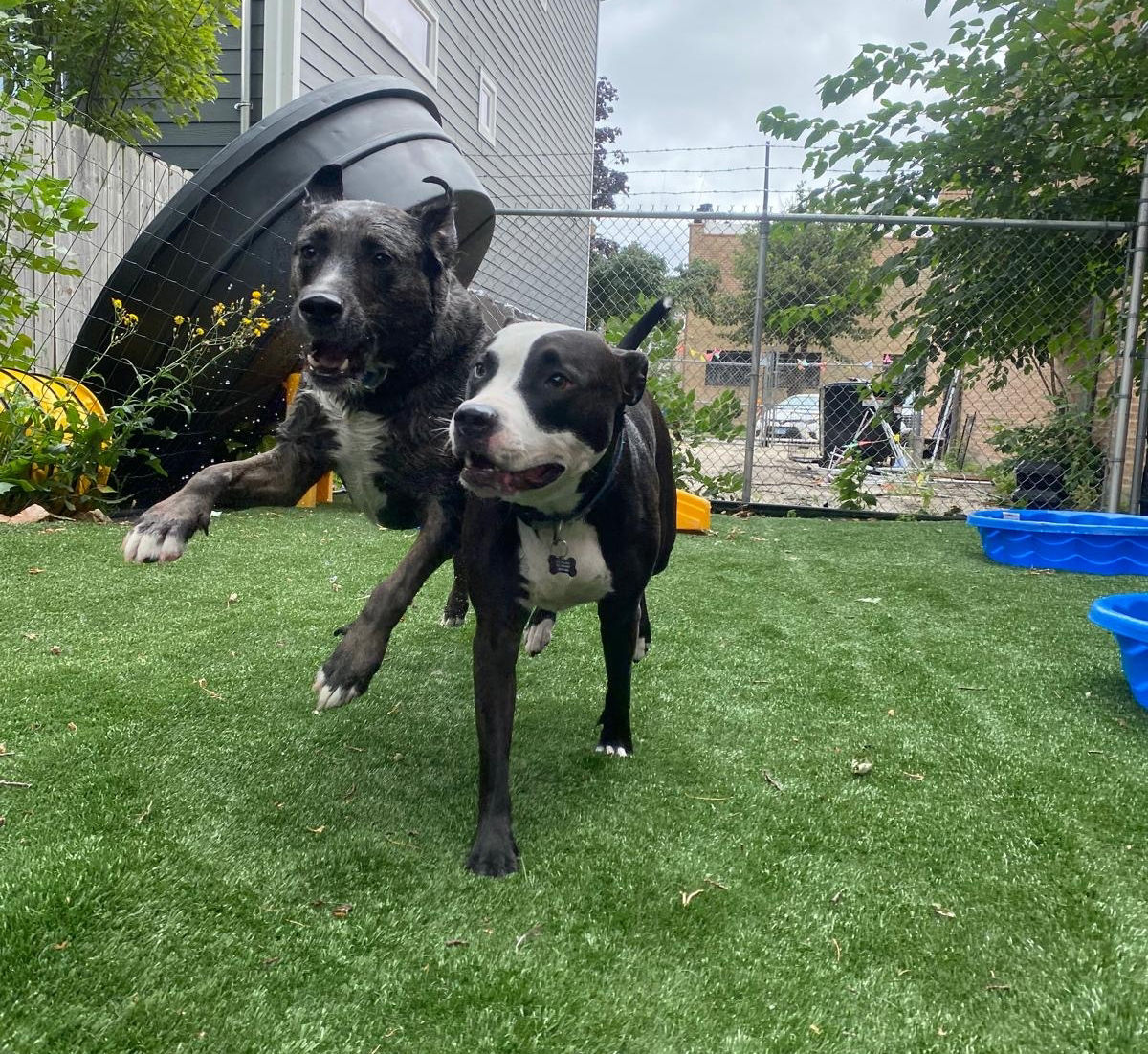 Black puppies playing