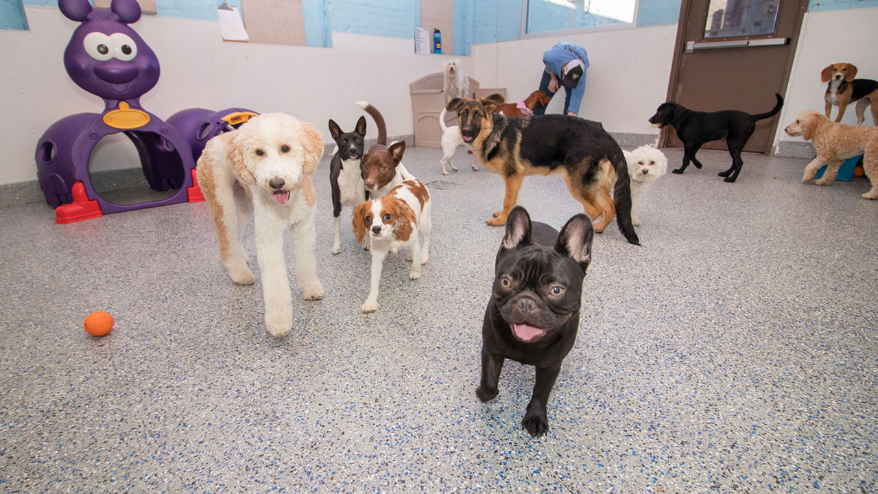 bark daycare inside