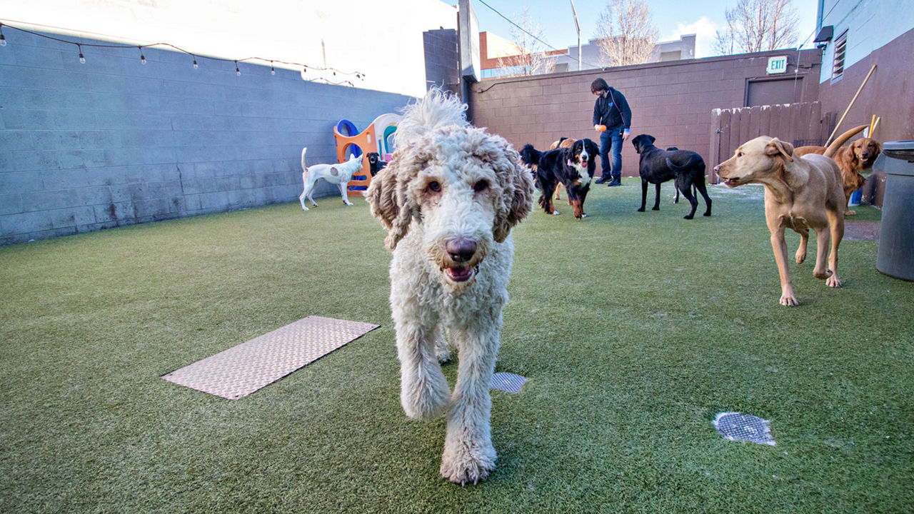 dog-walking-daycare