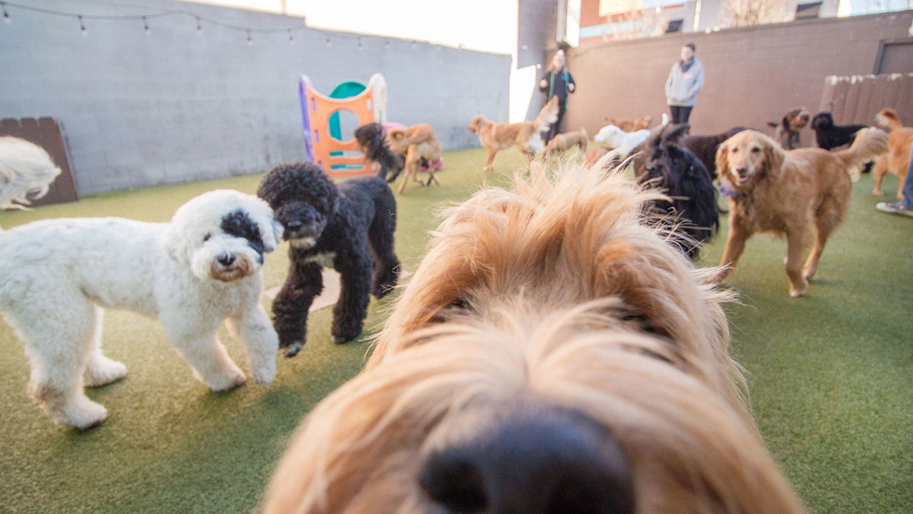 Puppy daycare clearance