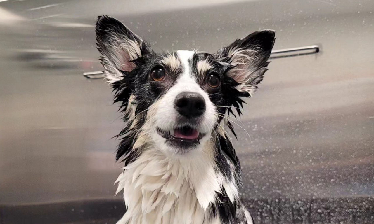 Border collie being combed.