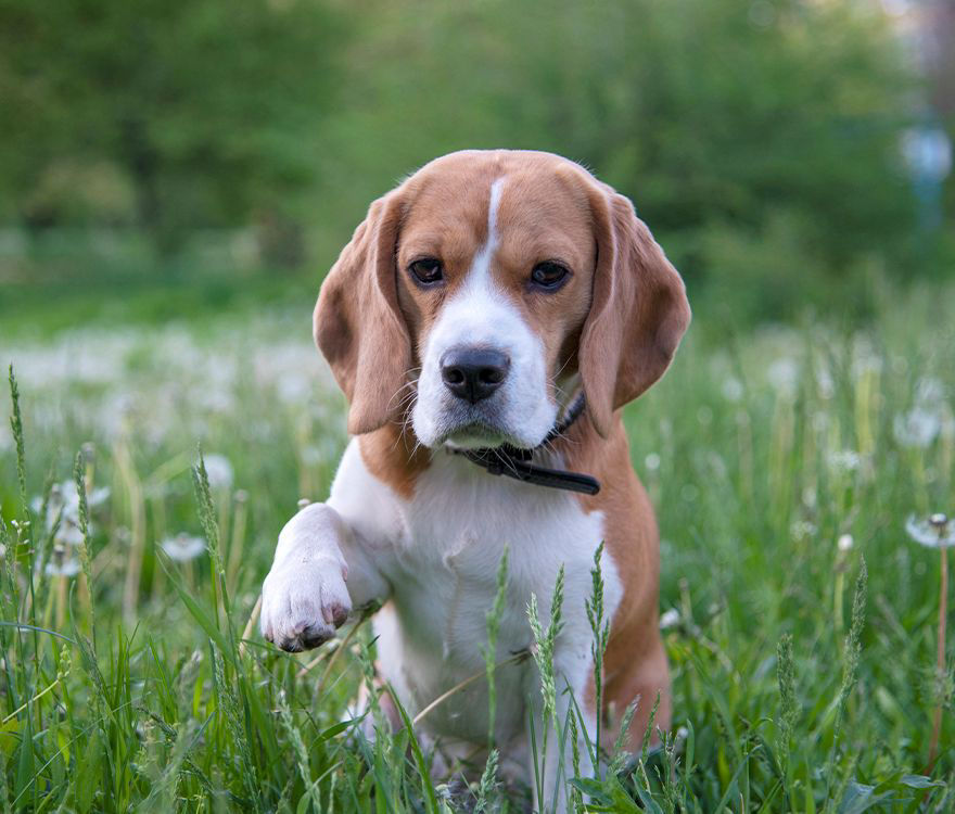 Beagle giving his paw