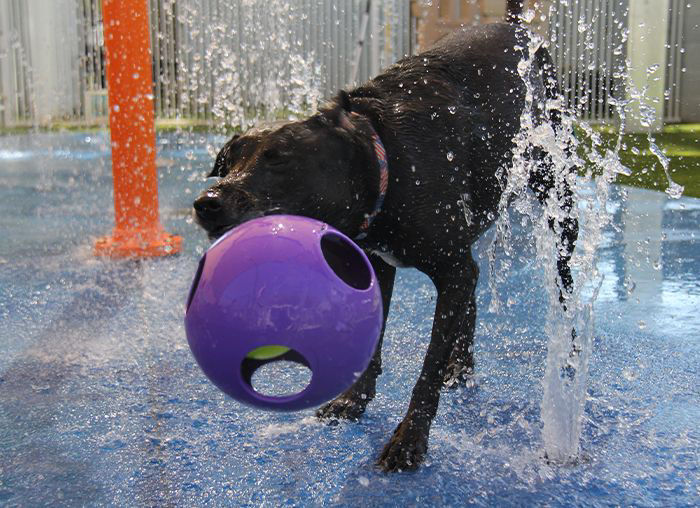 a group of dogs jumping into a pool for a ball at the raintree pet resort