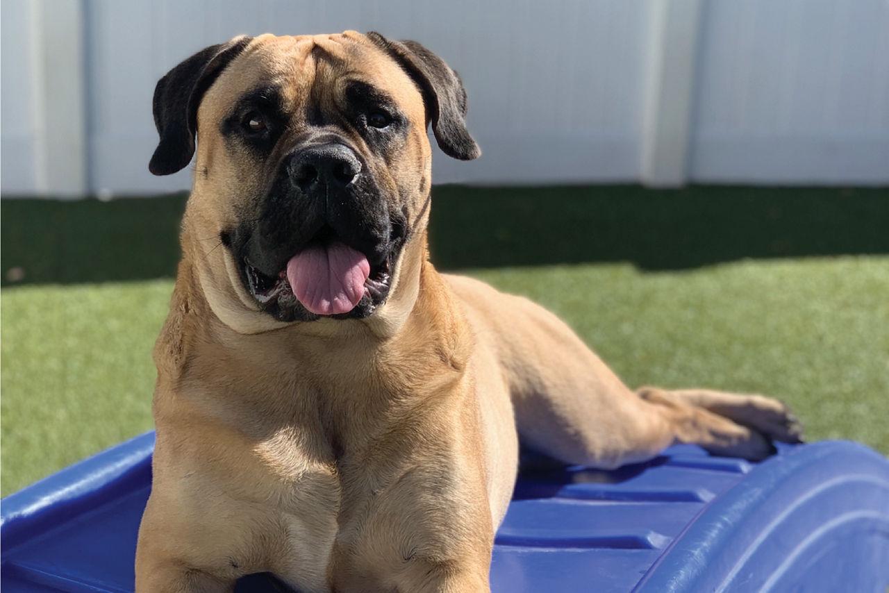 Big dog laying outside