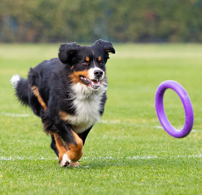 dog playing with ring