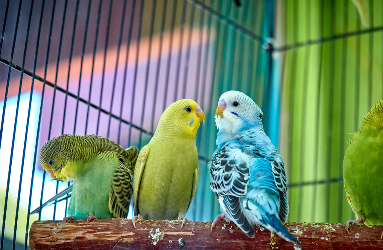 Birds in cage