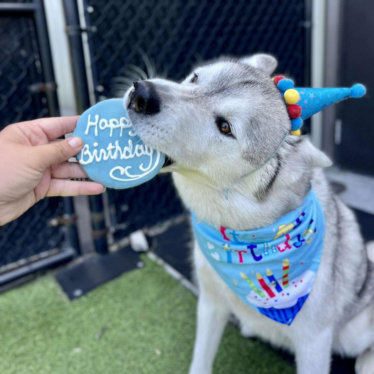 celebrating dog's birthday