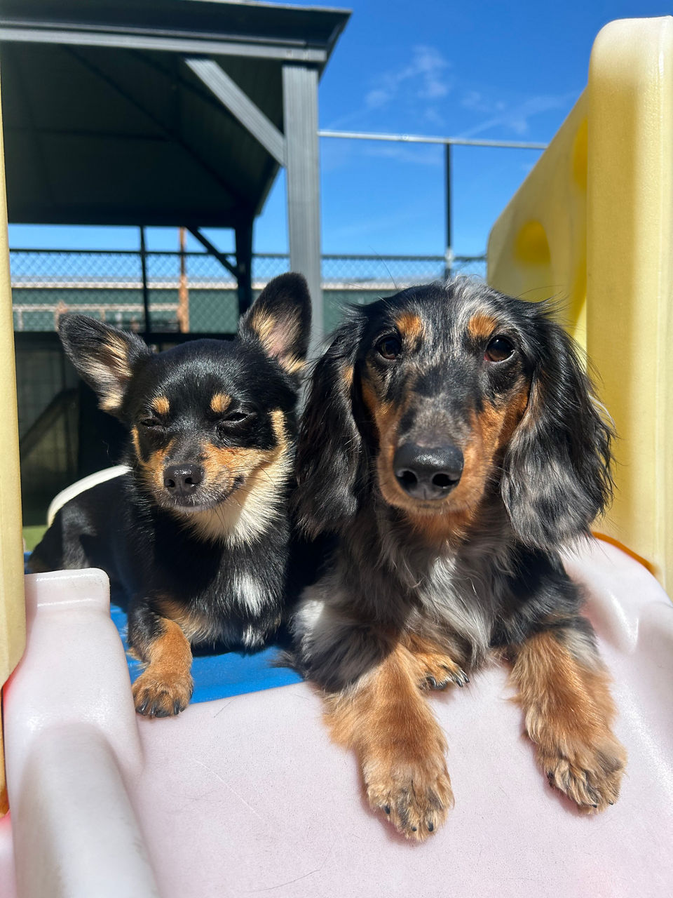 black and brown dogs on play gym