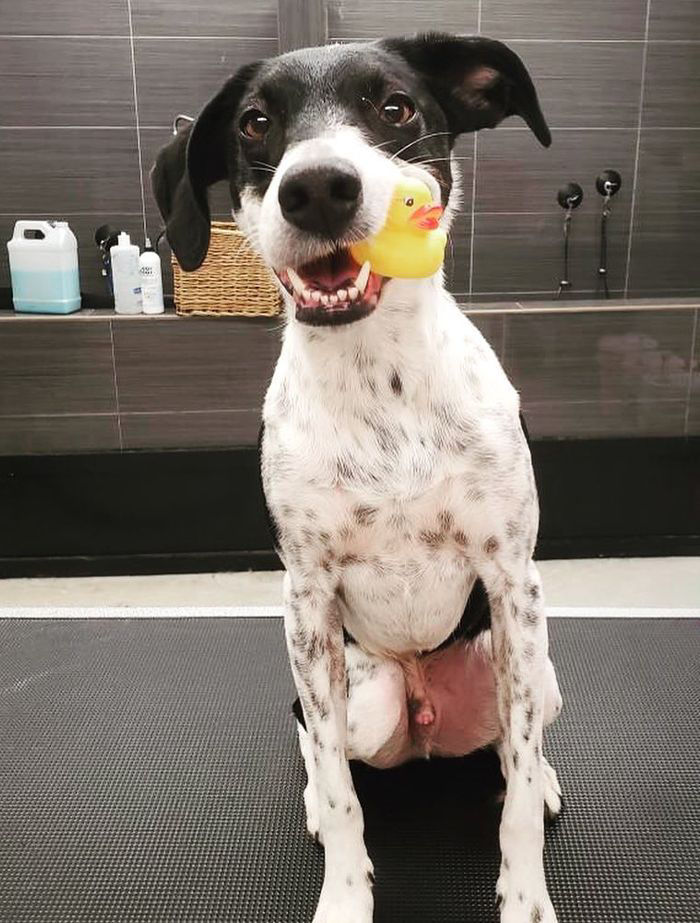 Dog with toy duck
