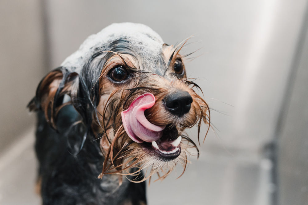 Black and brown dog in a bath licking their lips.