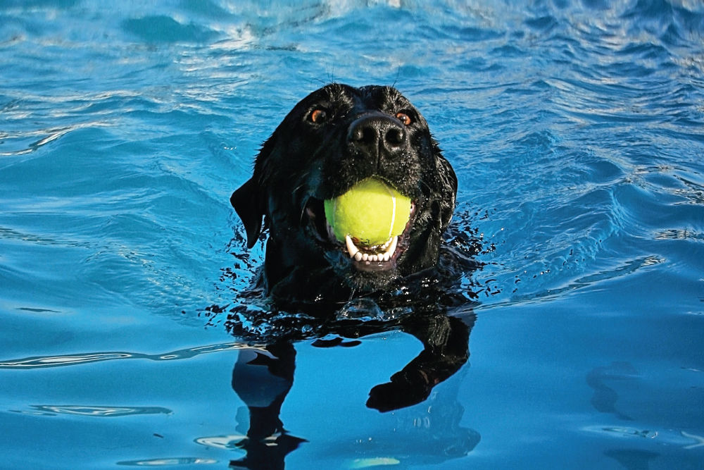 black-dog-ball-swimming
