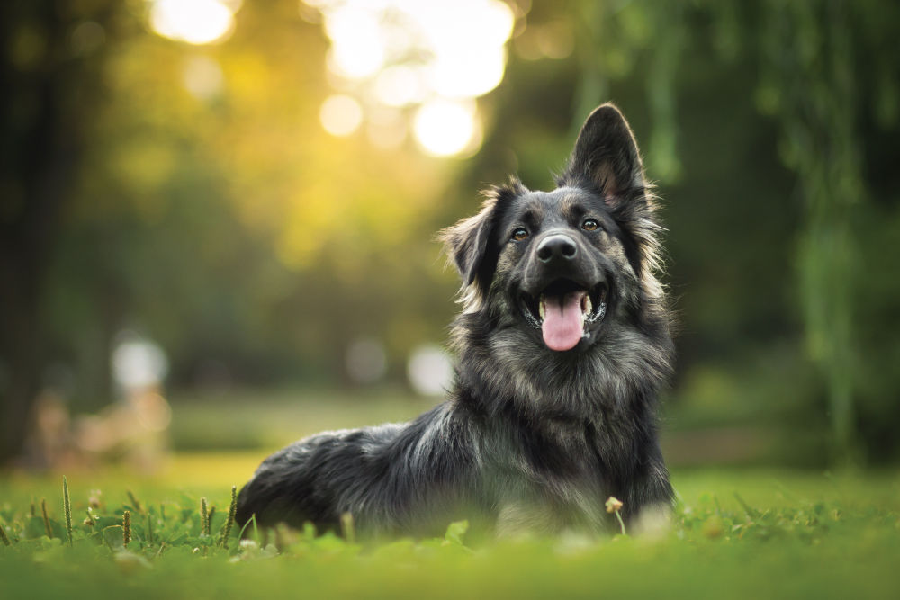 Black dog laying in grass happily.