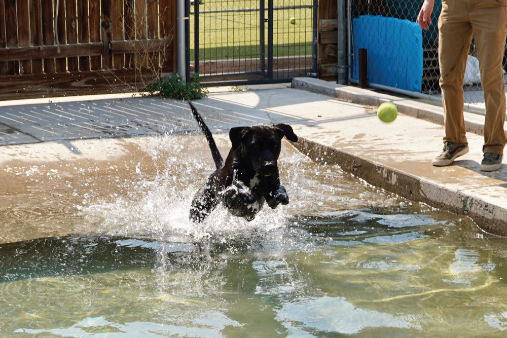 Black dog jumping into pool