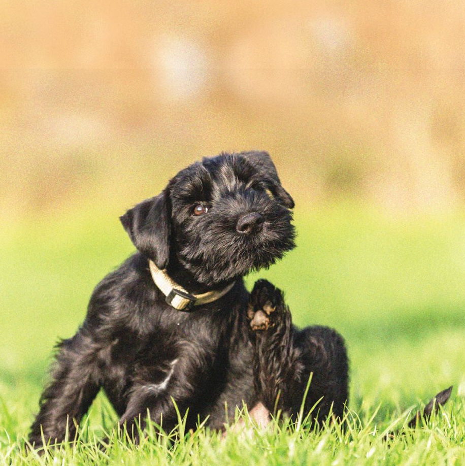 Dog sitting in grass