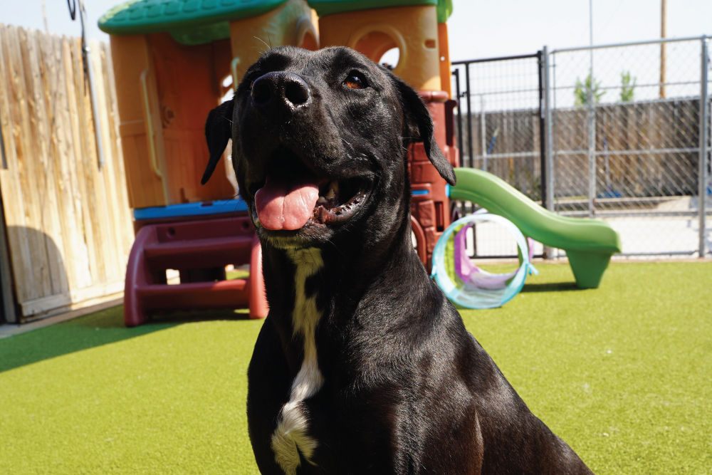 Black dog sitting with tongue out.