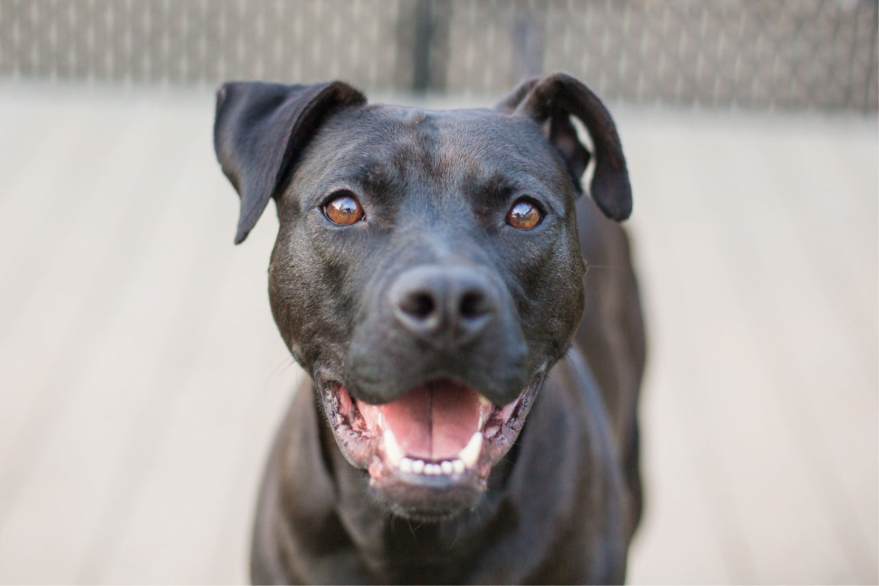 black-dog-smiling