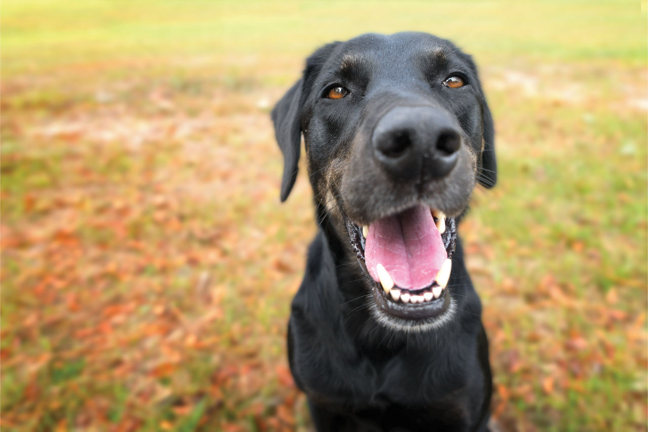 black-dog-smiling