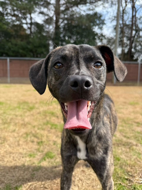 Black dog smiling at camera with tongue out.