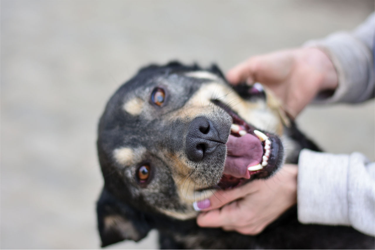 Black Dog Smiling