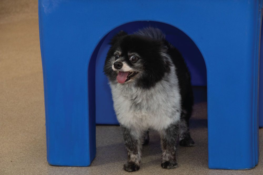 Black and grey dog standing under blue doorway