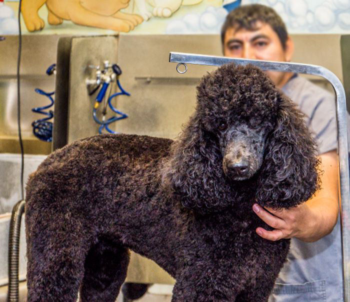 Black and brown dog in a bath licking their lips.