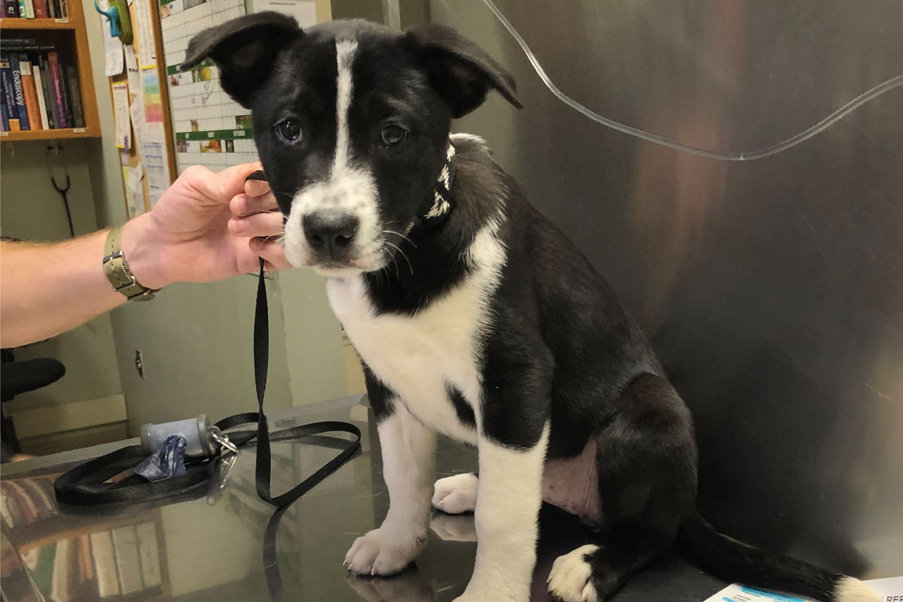 Black Puppy Sitting on Vet Table