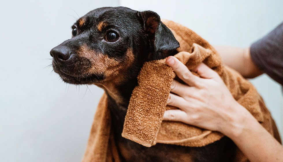 Black puppy with towel