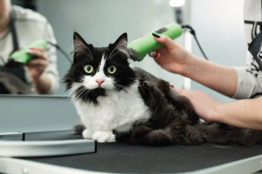 Black and white cat being shaved