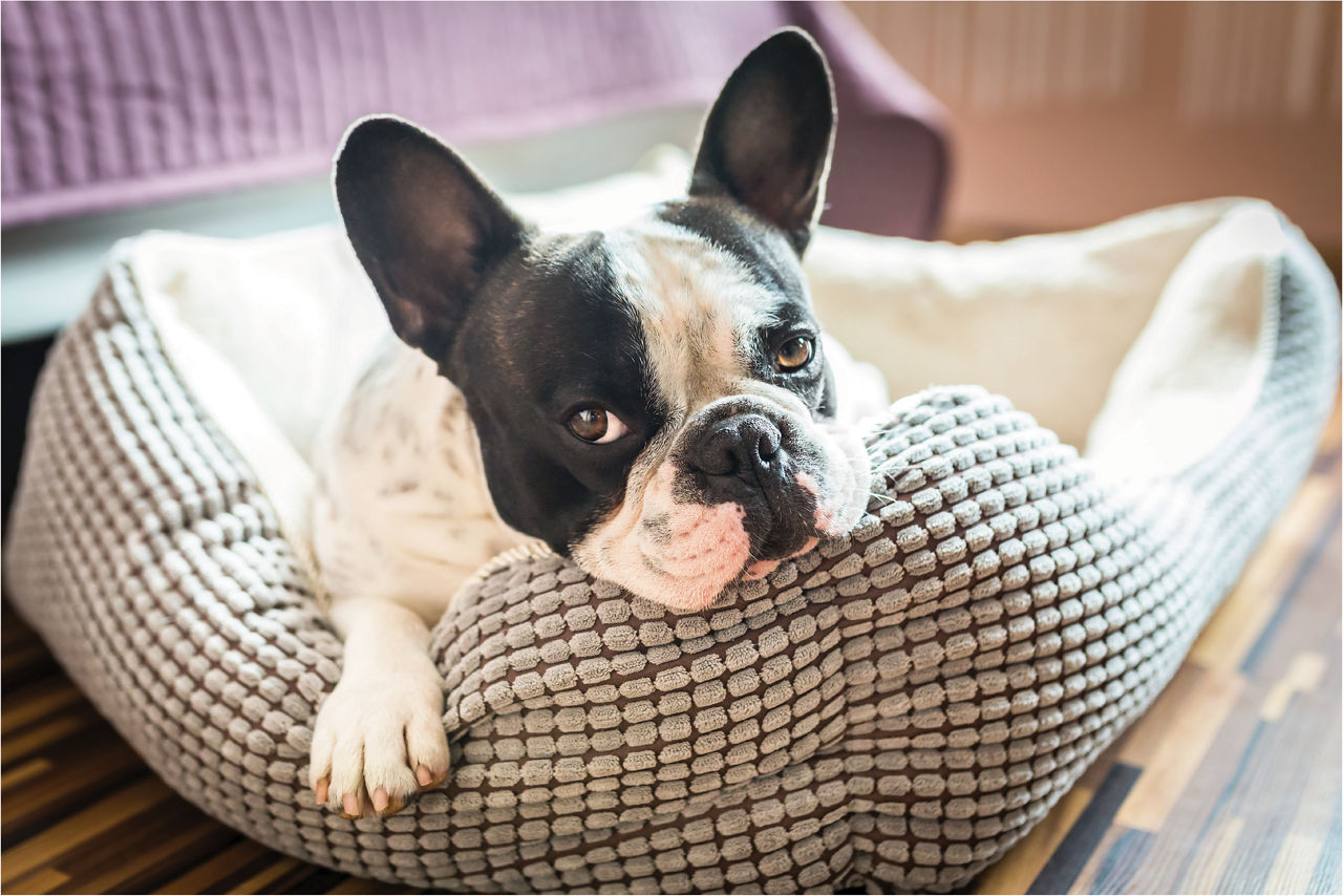 black -white-dog-laying-bed