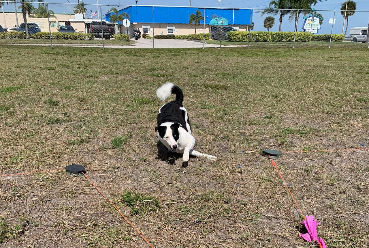 Black and white dog lure course.
