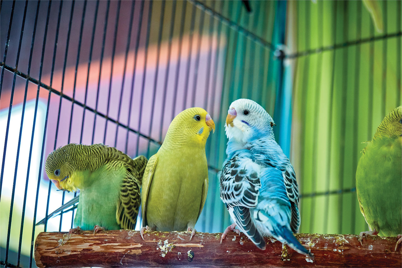 blue green birds cage