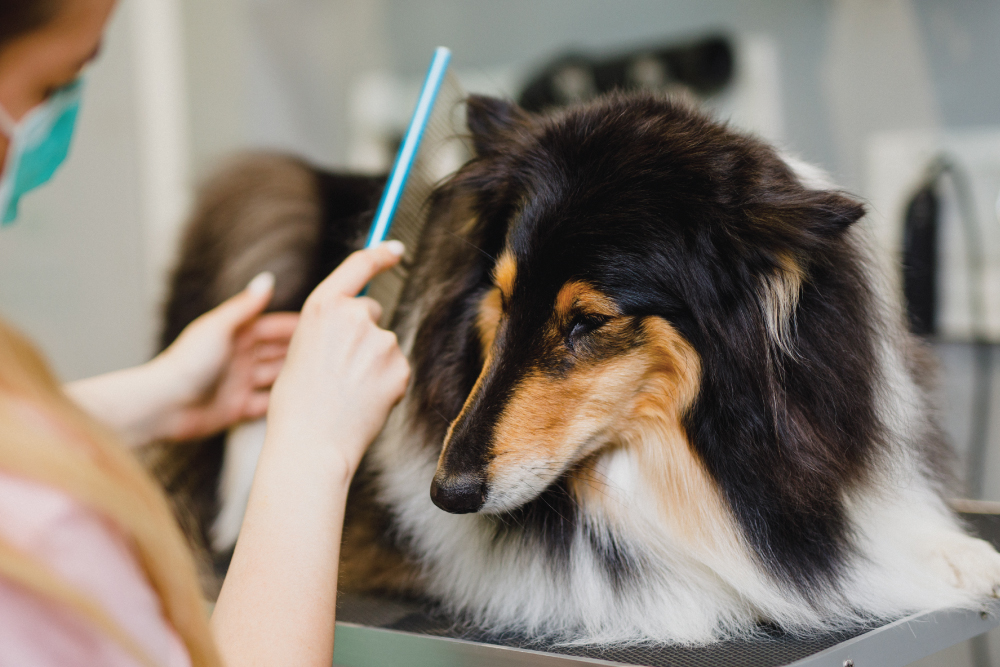 Pet Grooming | The Barking Lot