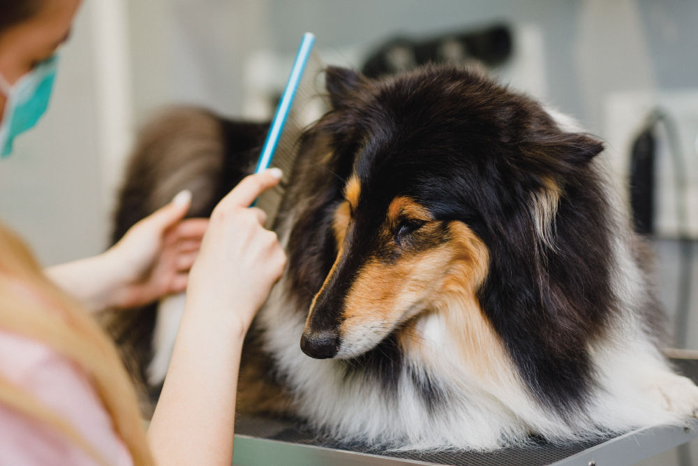 Border collie being combed.