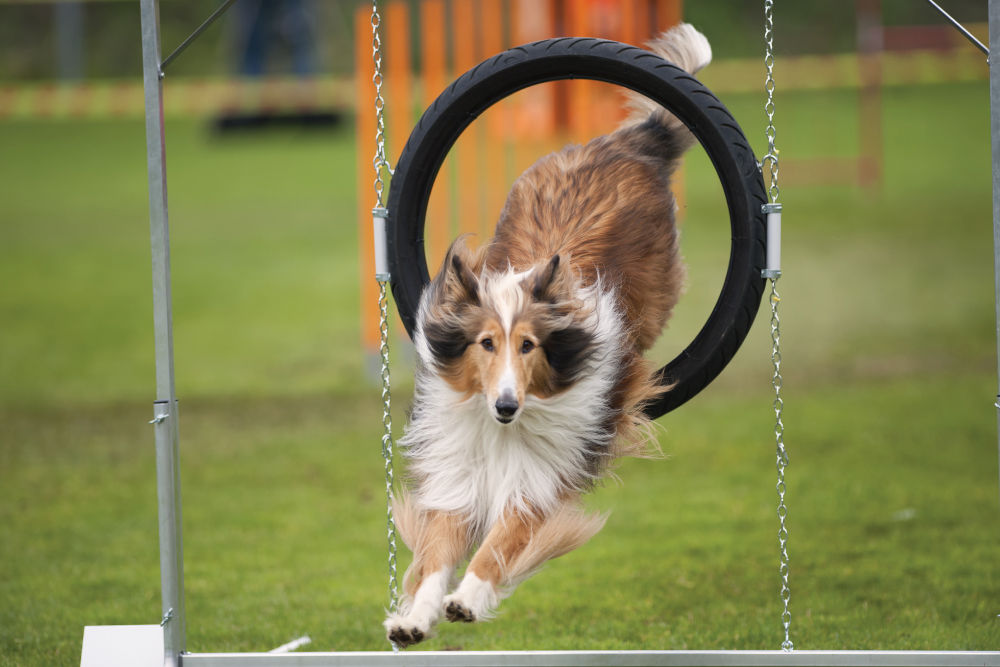 border collie jumping through tire