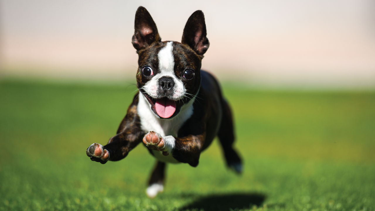 Boston Terrier running.