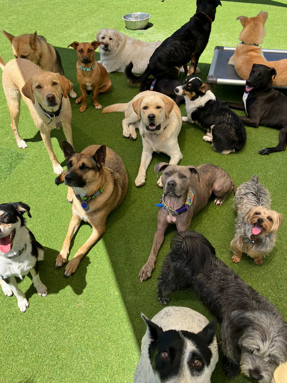 Day boarding for store dogs