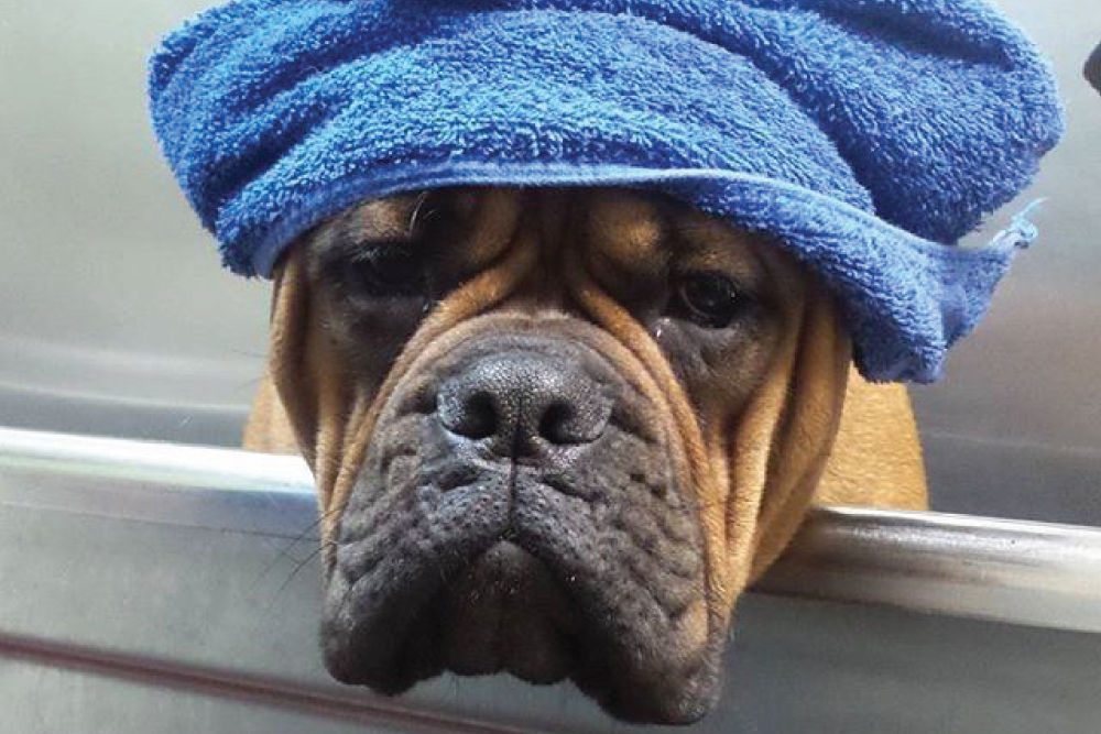 Boxer wearing blue towel